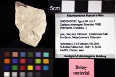 Foto (Objket + Etiketten) von Coelopus hoheneggeri (Moericke, 1889) 